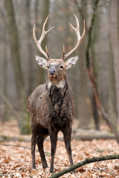 Deer © byrdyak