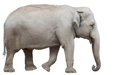 Isolated Asian Elephant