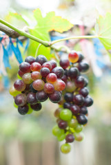 Two large bunches of red wine grapes hang from a vine, warm back