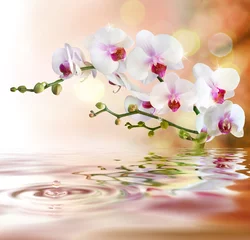 Abwaschbare Fototapete Blumenladen weiße Orchideen auf Wasser mit Tropfen