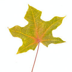 Single sycamore leaf