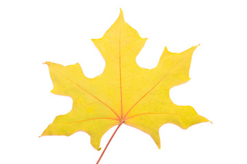 One dry sycamore leaf