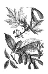 Maple - Ahorn - Érable (Botany)