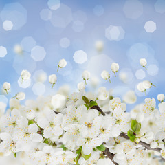 Blossoming Plum Flowers