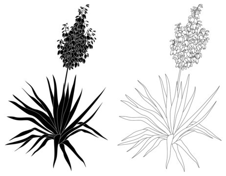 Plant Yucca, contours and silhouettes