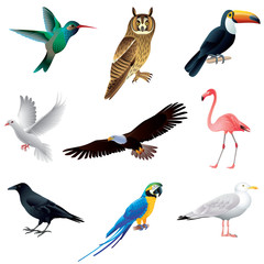 Fototapeta premium Birds isolated on white vector set