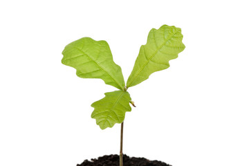 Fototapeta premium Seedling oak on white background