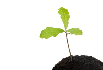 Seedling oak on white background