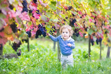 Sweet baby girl with curly hair playing in a autumn vineyard