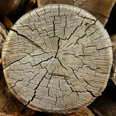 Annual rings on a cut tree.