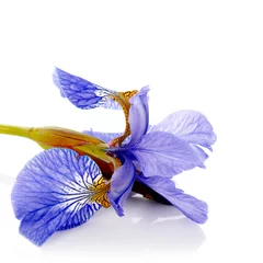 Crédence de cuisine en verre imprimé Iris Blue iris.