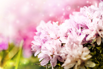 beautiful spring floral background 