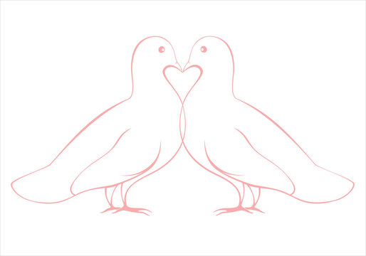 pair of love doves vector illustration, valentine card design