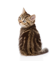 scottish kitten. isolated on white background