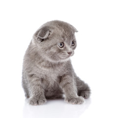 british shorthair kitten. isolated on white background