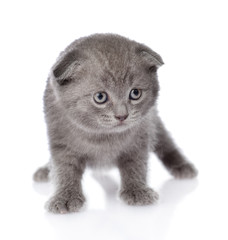 british shorthair kitten standing in front. isolated on white 