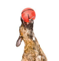Dog catching a ball. isolated on white background