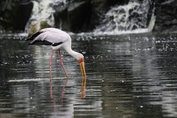 Color stork