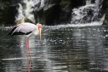 Color stork