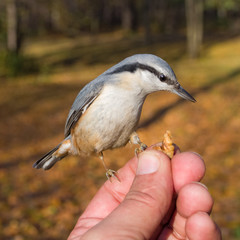 nuthatch on a human hand