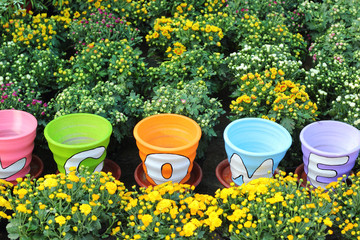 Fototapeta na wymiar Daisy flowers in the nature with a variety of colors potted