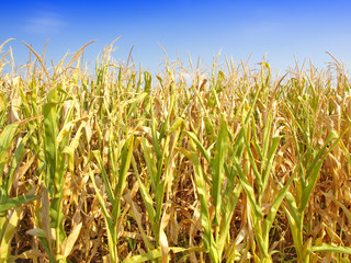 Corn Field © Željko Radojko