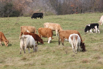 Obraz premium Cows in Pasture