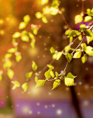 spring background with young green leaves