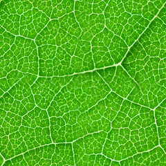 green leaf seamless texture