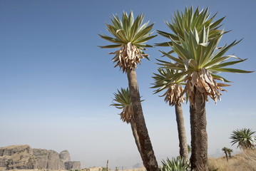 Fototapeta premium Giant Lobelia trees at The Simien N.P., Ethiopia.