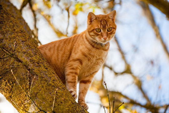 Il gatto è sull'albero