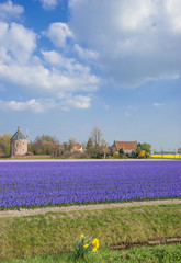 Blumenfeld bei Lisse nahe dem Keukenhof in Holland