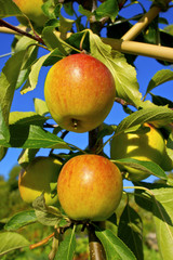 Cox's Orange Pippin apples ripening on a tree branch.