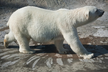 Polar bear