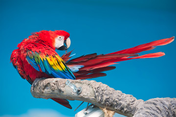 Ara parrot © Sailorr