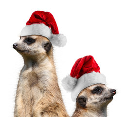meerkats santa hat