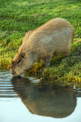Capybara