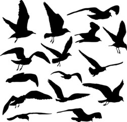 Obraz premium Vector set of silhouettes of 15 flying seagulls