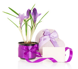 Crocuses, gift box and the card