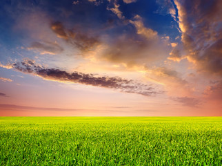 Field durisng sunset. Agricultural landscape