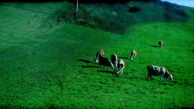 Traveling By Grazing Cattle Super 8