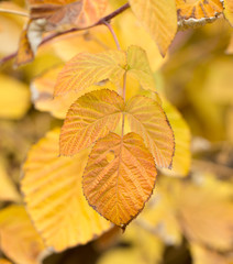 Obraz premium raspberry leaves as autumn background