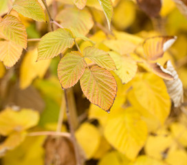 raspberry leaves as autumn background