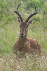 impala del sudafrica