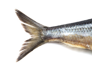 tail herring on white background