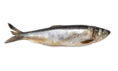 herring on white background