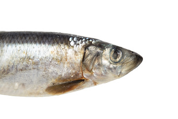 herring on white background