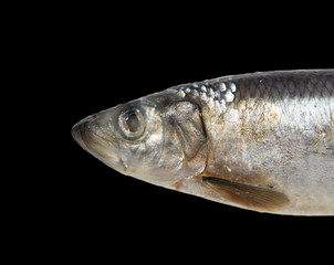 herring on a black background