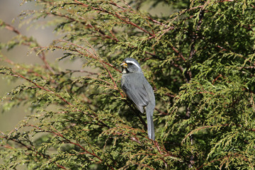 Thick-billed saltator, Saltator maxillosus