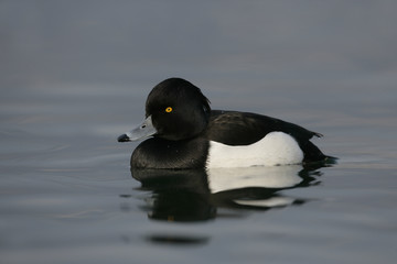 Tufted duck,  Aythya fuligula
